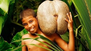 Coco de mer - The Forbidden Fruit - Around The World