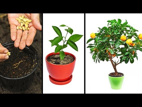 15 PLANTS YOU CAN EASILY GROW IN YOUR OWN KITCHEN - UC295-Dw_tDNtZXFeAPAW6Aw