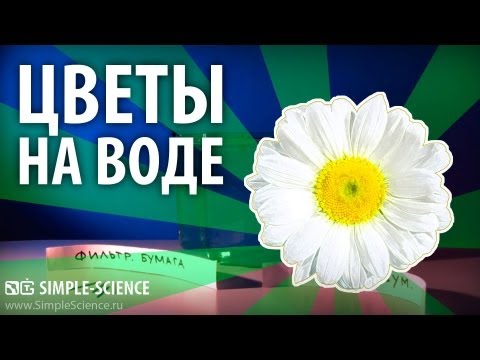 Бумажные цветы на воде - физические опыты - UCzWnF-3UWAGNeK5fIkBmahg