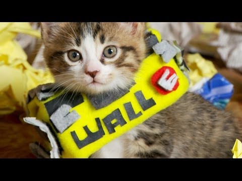 Disney Pixar's WALL-E (Cute Kitten Version) - UCPIvT-zcQl2H0vabdXJGcpg