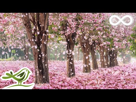 Beautiful Piano Music: Relaxing Music, Romantic Music, Sleep Music, Study Music ★137 - UCjzHeG1KWoonmf9d5KBvSiw