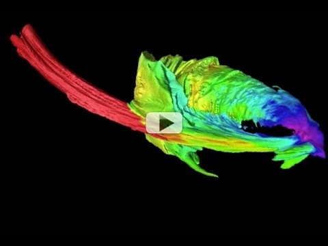 Largest Black Hole To Ever Get Caught Shredding A Star Discovered | Simulation - UCVTomc35agH1SM6kCKzwW_g