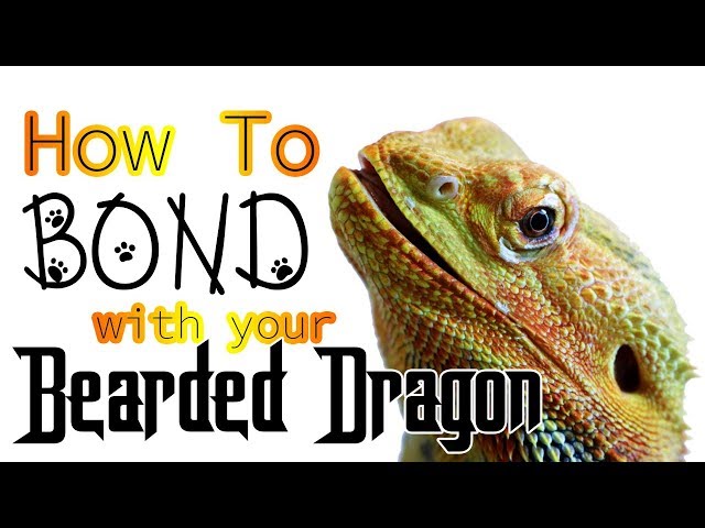 How to Get a Bearded Dragon to Like You