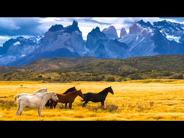 Horse Instrumental Music – The perfect way to relax