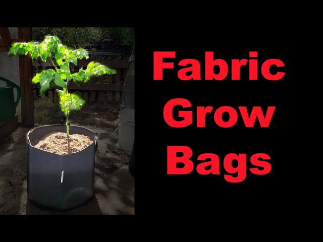 What Size Grow Bag Do You Need for Tomatoes?