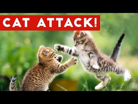 Funniest Cat Attack Videos Compilation | Funny Pet Videos - UCYK1TyKyMxyDQU8c6zF8ltg