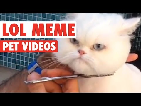 Funny Pet Meme Animal Video Compilation 2016 - UCPIvT-zcQl2H0vabdXJGcpg