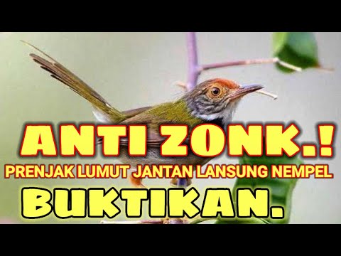 suara pikat prenjak lumut paling ampuh