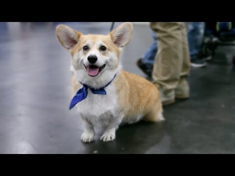 Everything About The Corgi In 60 Seconds - UCcyq283he07B7_KUX07mmtA