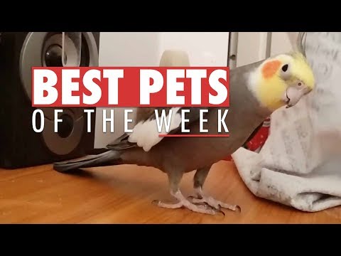 Best Pets of The Week | September 2017 Week 2 - UCPIvT-zcQl2H0vabdXJGcpg