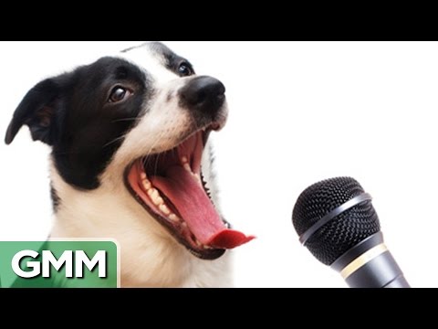 6 Animals Who Can Speak Human - UC4PooiX37Pld1T8J5SYT-SQ