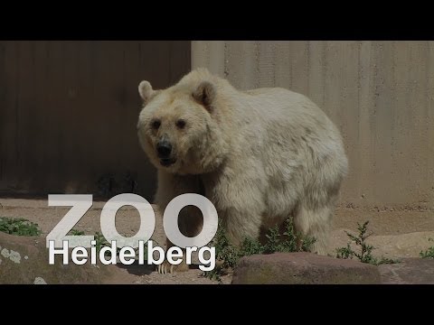 Zoo Heidelberg Teil 1    www.zoo-heidelberg.de - UCNWVhopT5VjgRdDspxW2IYQ