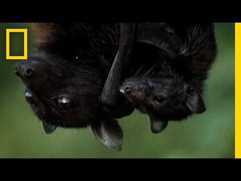 Meet the World's Biggest Bat - UCpVm7bg6pXKo1Pr6k5kxG9A