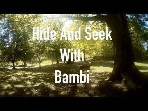 QAV250 - Hide and seek with Bambi - UCnMVXP7Tlbs5i97QvBQcVvw