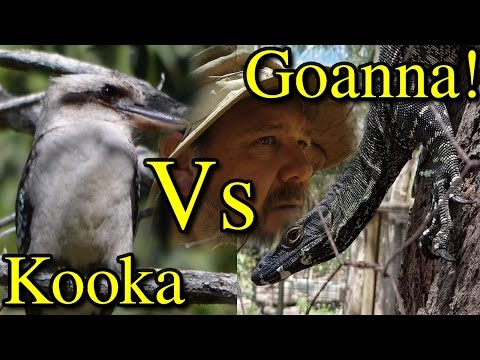 Goanna Getting Attacked by Kookaburras in Chicken Pen - UCJZTjBlrnDHYmf0F-eYXA3Q
