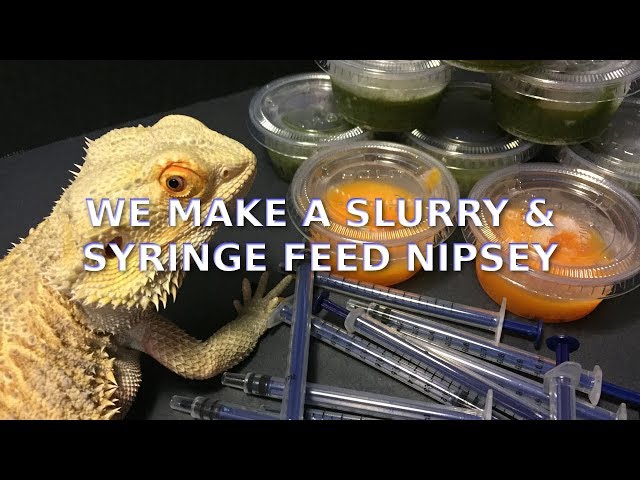 How to Syringe Feed a Bearded Dragon
