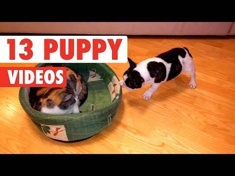 13 Funny Puppy Videos Compilation 2017 - UCPIvT-zcQl2H0vabdXJGcpg