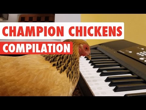 Awesome Chickens | Funny Pet Video Compilation 2017 - UCPIvT-zcQl2H0vabdXJGcpg