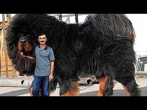 Top 10 BIGGEST Dog Breeds - UCa03bf8gAS2EtffptV-_jfA