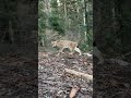 Rencontre avec un lynx dans le massif du Jura