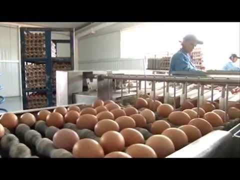 Caso de Producción más Limpia, Producción de huevos - UCFJnoBmdfNa6z5IpDCVeiLg