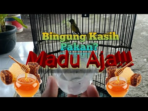 Kasih Madu Saja Untuk Pakan Burung Sogon | Gak Usah Bingung