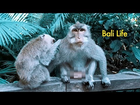 Bali Monkey Forest Attack! - UCd5xLBi_QU6w7RGm5TTznyQ