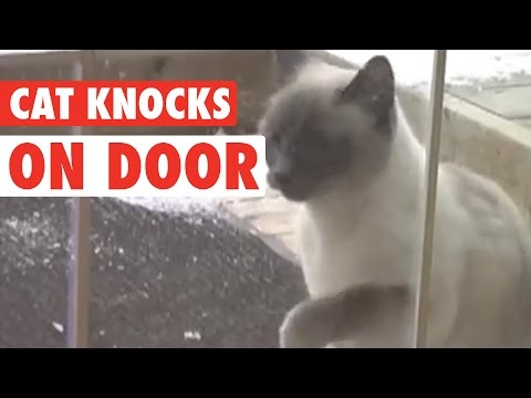 Knock Knock Cat - UCPIvT-zcQl2H0vabdXJGcpg