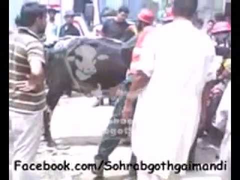 Cow in Gattar 