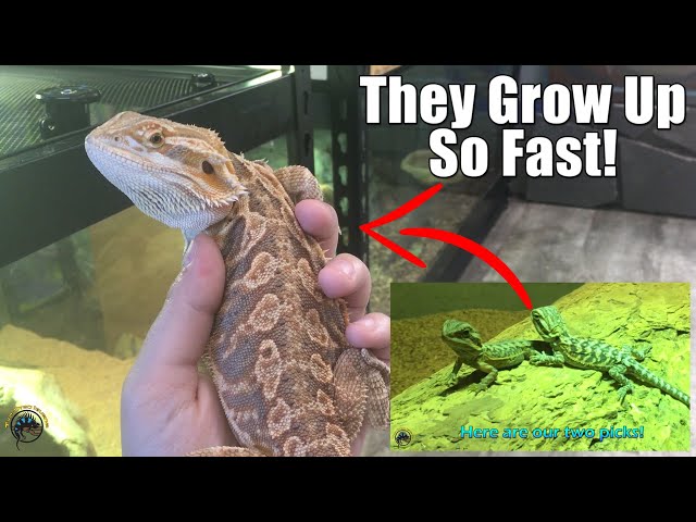 How Long Does It Take A Bearded Dragon To Grow?