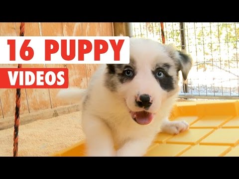 16 Funny Puppies Pet Video Compilation 2016 - UCPIvT-zcQl2H0vabdXJGcpg