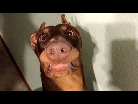 Funny dogs never fail to make you happy and smile - Funny dog compilation - UC9obdDRxQkmn_4YpcBMTYLw