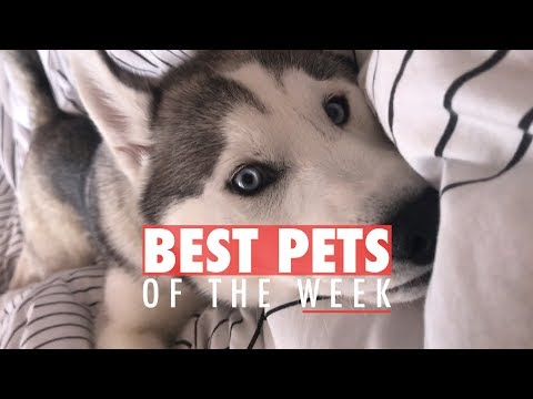 Best Pets of the Week | October 2017 Week 2 - UCPIvT-zcQl2H0vabdXJGcpg