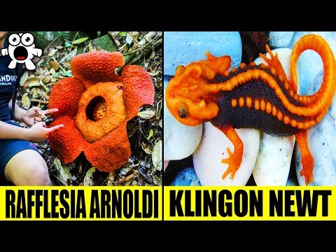 Top 10 Most Extraordinary Jungle Discoveries - UCkQO3QsgTpNTsOw6ujimT5Q