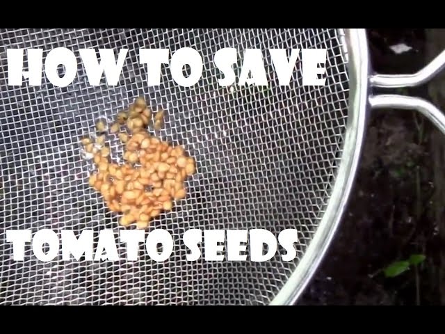 How to Preserve Tomato Seeds?
