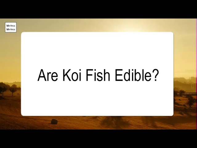Is Koi Fish Edible