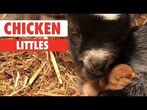 Chicken Littles - UCPIvT-zcQl2H0vabdXJGcpg