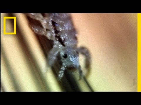 Secret Life of Head Lice | I Didn't Know That - UCpVm7bg6pXKo1Pr6k5kxG9A