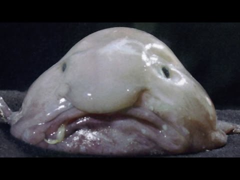 Top 10 Ugliest Animals - UCaWd5_7JhbQBe4dknZhsHJg