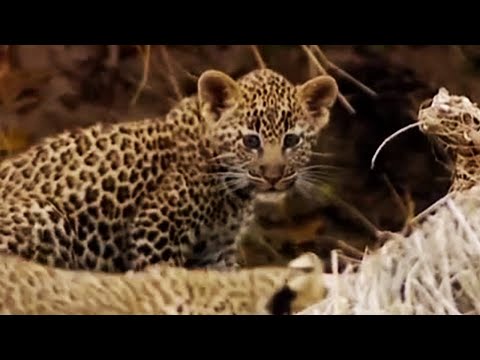 Leopard Cubs Learn to Climb | Little Big Cat | BBC - UCwmZiChSryoWQCZMIQezgTg