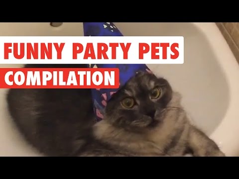 Funny Party Pets Video Compilation 2017 - UCPIvT-zcQl2H0vabdXJGcpg