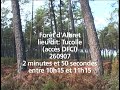 Forêt d'Albret lieu dit Tucolle 260907