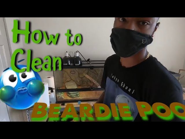 How to Clean Bearded Dragon Poop