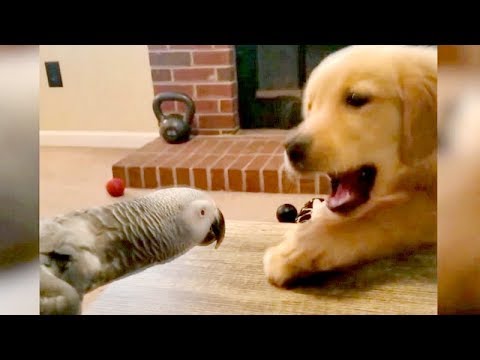 So FUNNY you'll DIE LAUGHING! - Best FUNNY ANIMALS 2019 - UC9obdDRxQkmn_4YpcBMTYLw
