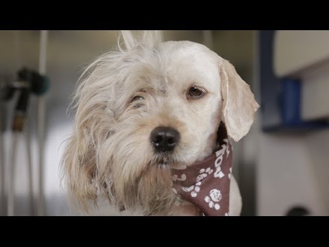 Homeless Dog Gets Makeover That Saves His Life! - Charlie - UCPIvT-zcQl2H0vabdXJGcpg