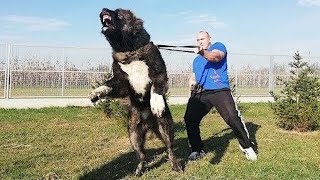Волкодав — Собака, Которая Способна Победить Волка и Даже Медведя