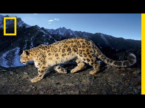 Searching for the Snow Leopard | National Geographic - UCpVm7bg6pXKo1Pr6k5kxG9A