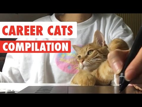 Career Cats Video Compilation 2017 - UCPIvT-zcQl2H0vabdXJGcpg