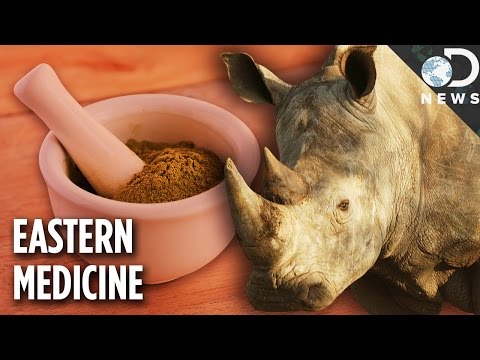 Why Are Rhino Horns Worth More Than Gold? - UCzWQYUVCpZqtN93H8RR44Qw