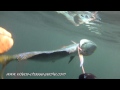 Dorade coryphène chasse sous-marine - Dolphin fish spearfishing